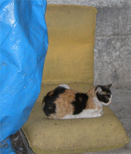 �V�l(�L)����